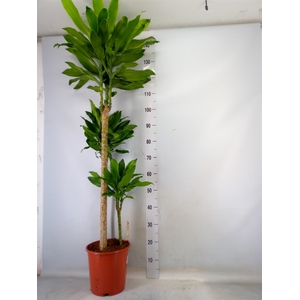 Dracaena frag. 'Golden Coast'