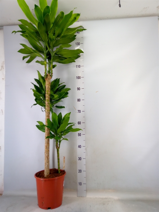 <h4>Dracaena frag. 'Golden Coast'</h4>