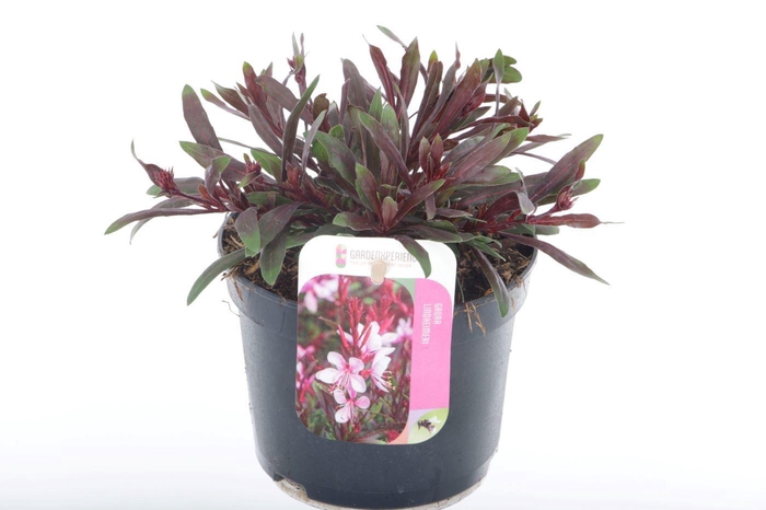 <h4>Gaura lind. Gaudi Rose</h4>