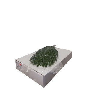 ŽAL PHOENIX ROEBELENII  60CM