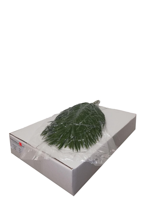 <h4>ŽAL PHOENIX ROEBELENII  60CM</h4>