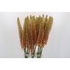 Eremurus Emmy Ro