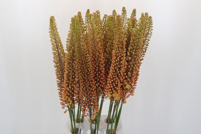 <h4>Eremurus Emmy Ro</h4>