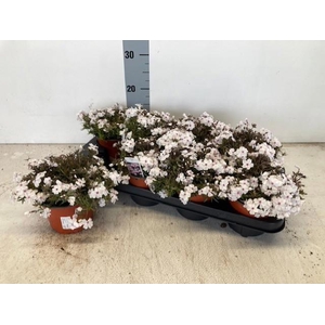 PHLOX S AMAZING GRAC