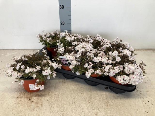 <h4>PHLOX S AMAZING GRAC</h4>