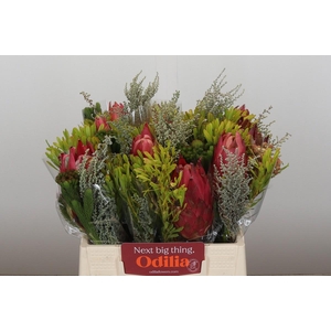 BQ Protea Cynaroides SFB