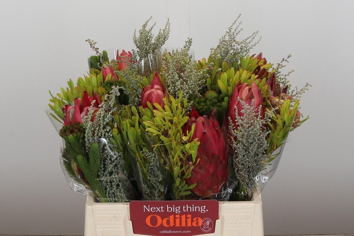 <h4>BQ Protea Cynaroides SFB</h4>