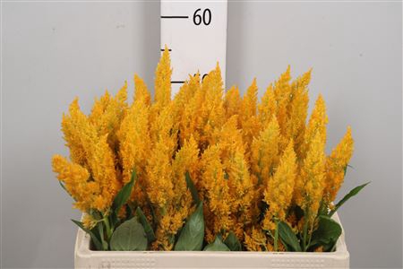 <h4>Cel P Sunday Yellow</h4>