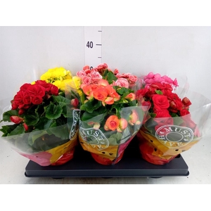 Begonia elat. DU   ...mix