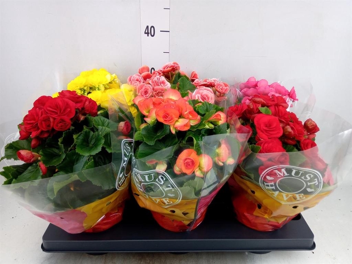 <h4>Begonia elat. DU   ...mix</h4>