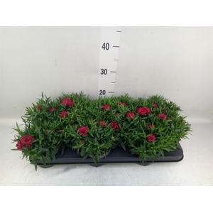 Dianthus  'Oscar Dark Red'