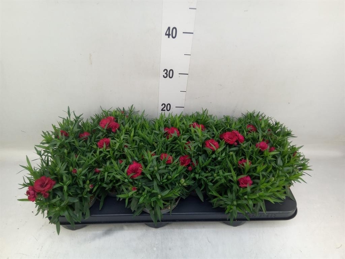 <h4>Dianthus  'Oscar Dark Red'</h4>