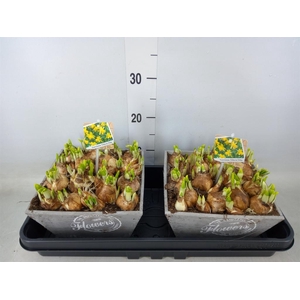 Arr.  Narcissus Tete Tete L%