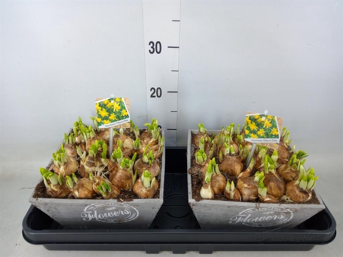 <h4>Arr.  Narcissus Tete Tete L%</h4>