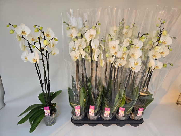 <h4>PHAL OV WIT</h4>