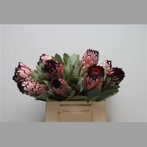 Protea Didi