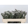 Kaaps Groen Silver Brunia