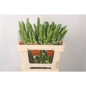 Ornithogalum Thy Milky Way White