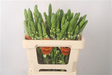 <h4>Ornithogalum Thy Milky Way White</h4>
