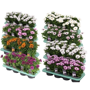 Osteospermum mixkar Decorum