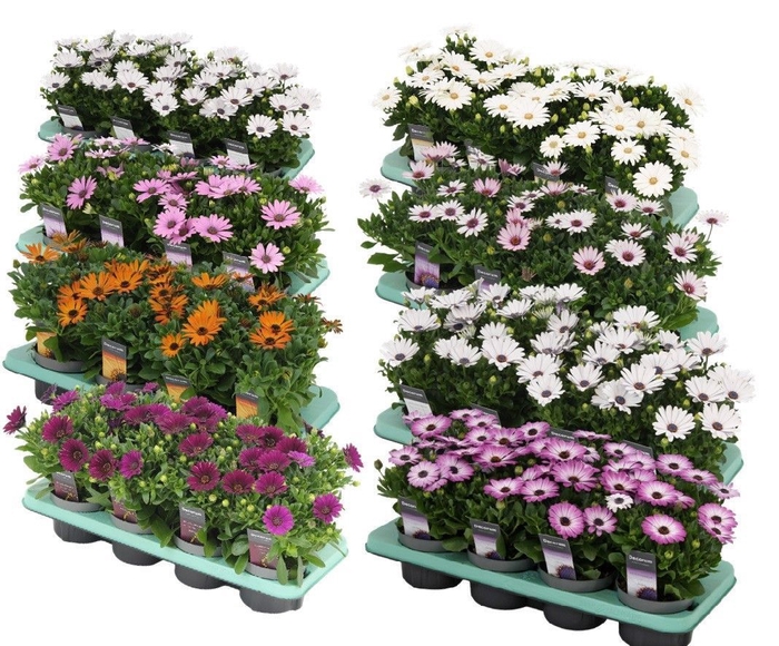 <h4>Osteospermum mixkar Decorum</h4>
