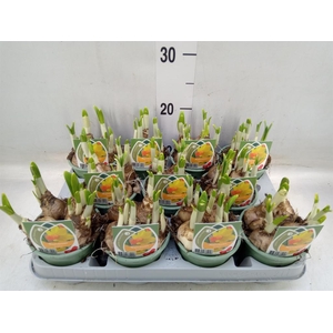 Narcissus cycl. 'Jetfire'