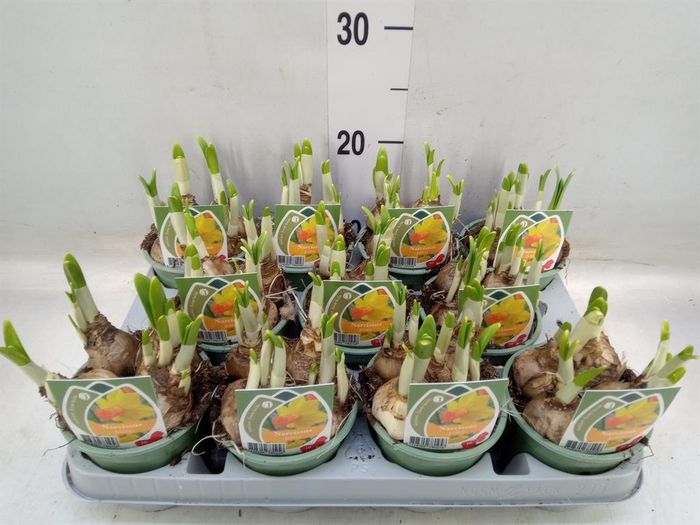 <h4>Narcissus cycl. 'Jetfire'</h4>