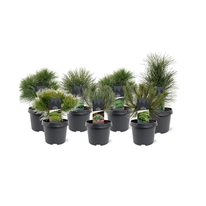 Pinus mix C3