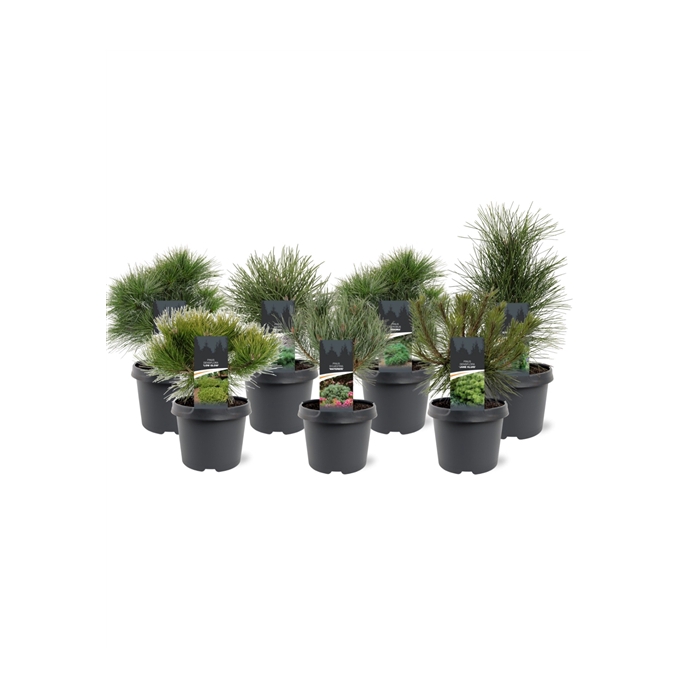 <h4>Pinus mix C3</h4>