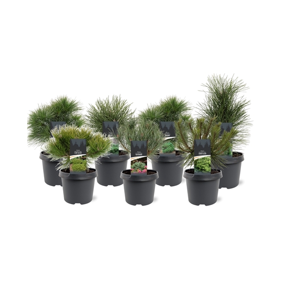 Pinus mix C3
