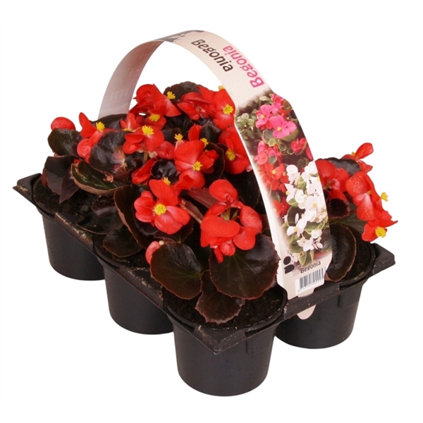 <h4>Begonia Semp donkerbladig rood 6p</h4>
