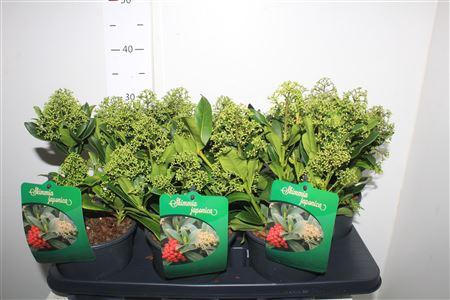 <h4>Skim J Thereza</h4>