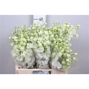 Delph Du Cent White
