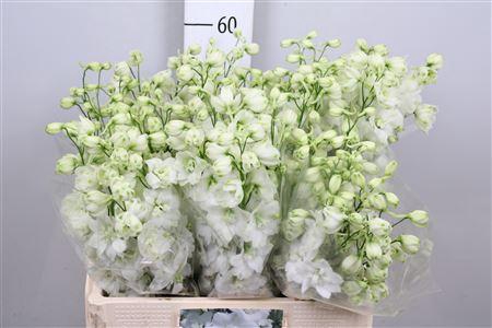 <h4>Delph Du Cent White</h4>
