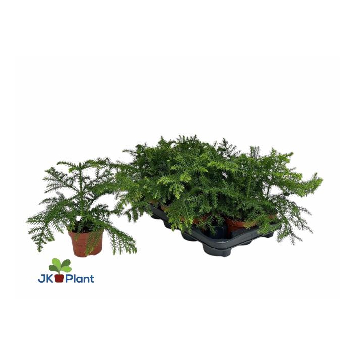 <h4>ARAU HETEROPHYL</h4>