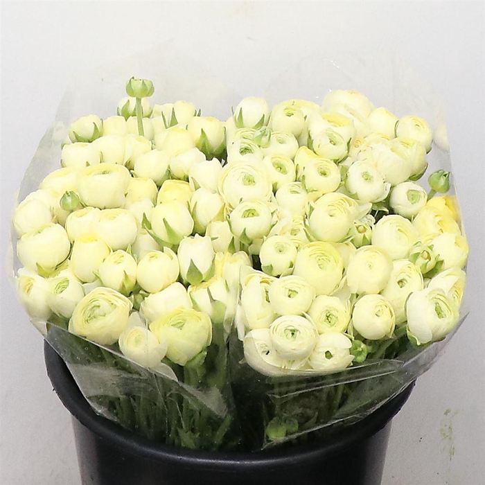 <h4>Ran El Sr Creme Extra</h4>