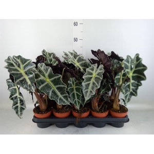 Alocasia amazonica 'Polly'