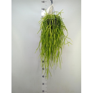 Rhipsalis   ...