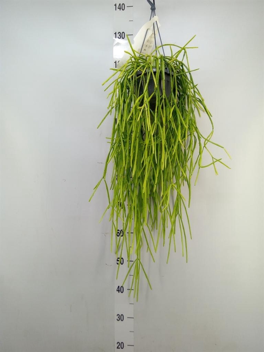 <h4>Rhipsalis   ...</h4>