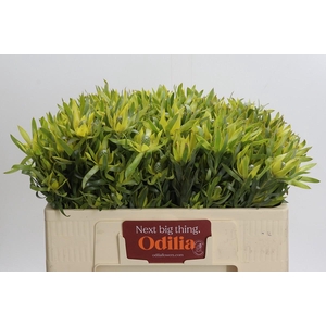 Leucadendron Pisa Spray