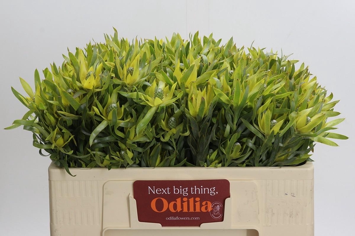 <h4>Leucadendron Pisa Spray</h4>