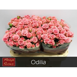 R TR ODILIA