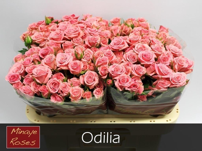 <h4>R TR ODILIA</h4>