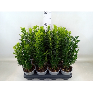Euonymus japon. 'Green Spire'