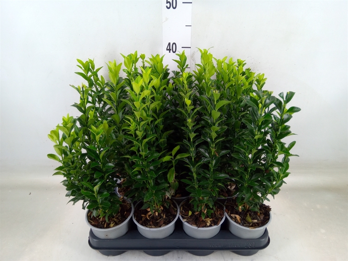 <h4>Euonymus japon. 'Green Spire'</h4>