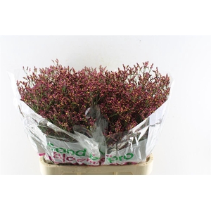 Lim Sin Scar Diamond