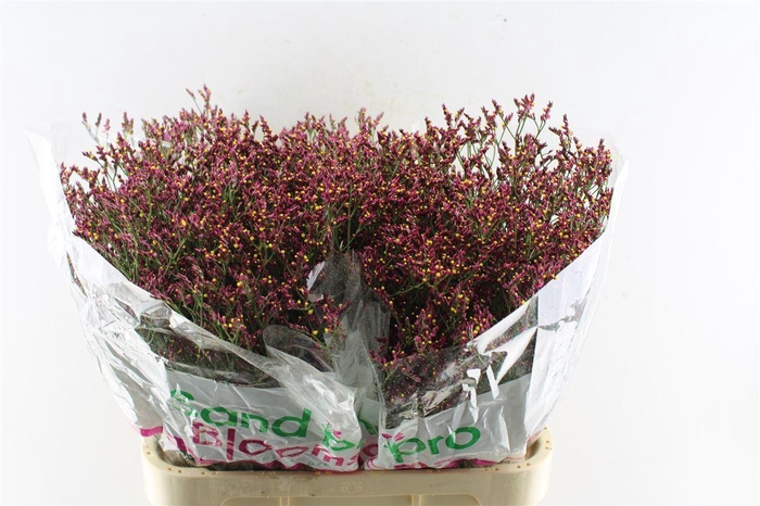 <h4>Lim Sin Scar Diamond</h4>