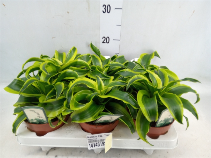 <h4>Dracaena frag. 'Tornado'</h4>