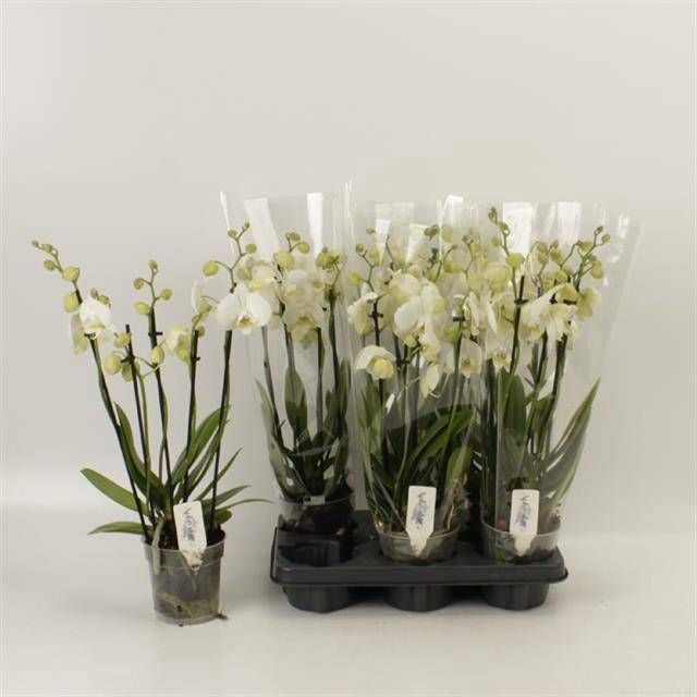 <h4>PHAL OV WIT</h4>