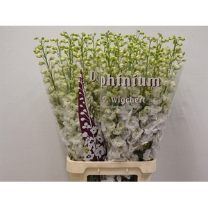 DELPH DU DEW WHI SMI